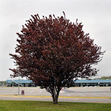 Prun rosu, Prun ornamental - Prunus cerasifera Nigra